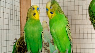 12 Hours of Budgies In Their Aviary  Singing and Playing  Play For Your Budgie  Budgie Sounds [upl. by Griffiths]