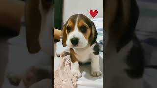 quotAdorable Beagle Puppy Howling  Guaranteed to Make You Smilequot [upl. by Aciemaj]