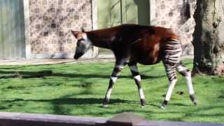 Okapi in ZOO Antwerpen [upl. by Guod]