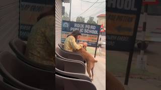 Inse miliye shortfeed funnyanimals shortsviral funny pets love cute streetdog dogshort [upl. by Tessi594]