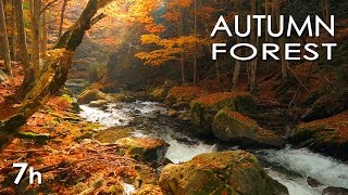 Autumn Forest  River Sounds  Relaxing Nature Video  White Water  HD  1080p [upl. by Kellyn]