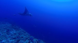 Manta and Grey Reef Shark at Elphinstone by Bahi and Moataz [upl. by Elia455]