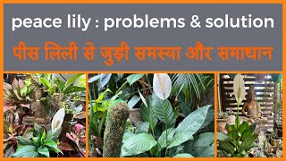 Peace lily problems amp How to fix them॥ पीस लिली में फूल और पत्तियों से जुड़ी सारी समस्या और समाधान [upl. by Idnim]