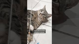 Herbe au chat  drogue pour chat [upl. by Fontana924]