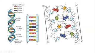 Introduction to Nucleic Acid Biochemistry I [upl. by Aihsetan]