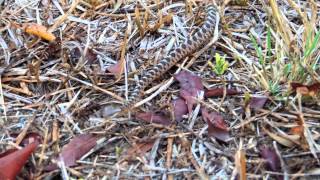 banded cateyed snake  Leptodeira annulata [upl. by Liahus]