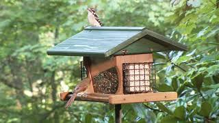 Wild Birds Unlimited Ranchette Retreat Feeder [upl. by Yelnats]