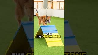 Core Content Knowledge Every Dog Agility Trainer Must Know  Dog Agility shorts dog [upl. by Egiaf]