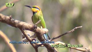 Rainbow bee eater  merops ornatus  Regenboogbijeneter [upl. by Nahsar]