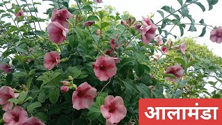 How to grow and care Allamanda Plant [upl. by Alleiram]