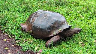 Galápagos Giant Tortoise Chelonoidis niger munching on some lunch [upl. by Hnad]