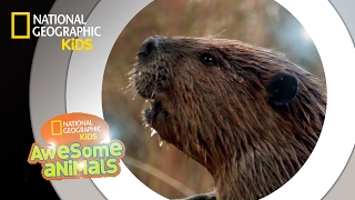 American Beaver  Awesome Animals [upl. by Lamoree]