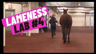 Lameness Lab 4 Is this horse lame [upl. by Asilram]