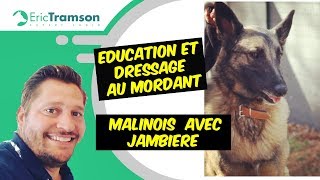 Education et dressage au mordant de chienne de race Malinois avec jambière [upl. by Attirehs721]