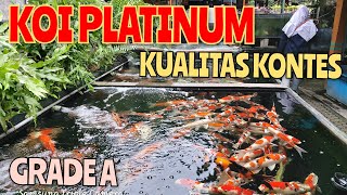 IKAN KOI GRADE A KUALITAS KONTES [upl. by Ahsieker]