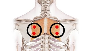 Exploring the Rhomboids Understanding Trigger Point Locations for Better Muscle Health [upl. by Kela385]