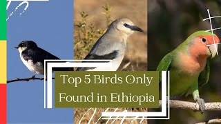 Top 5 Birds Only Found in Ethiopia [upl. by Notsnhoj819]