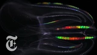 The Beauty of Cilia How Jellyfish and Cells Move  Creature Cast  The New York Times [upl. by Clift]