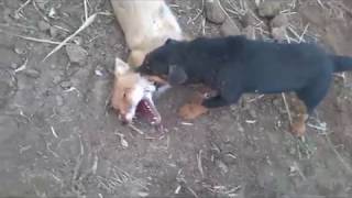 норная охота на лису фокс и ягд hunt for a fox with a yagter terrier and a fox terrier  ENG SUB [upl. by Reuven]