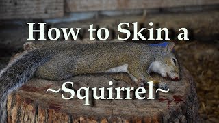 How to Skin a Squirrel the REAL Way [upl. by Nameerf355]