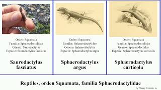 Reptiles orden Squamata familia Sphaerodactylidae sphaerodactylus gonatodes argus elegans [upl. by Papert]