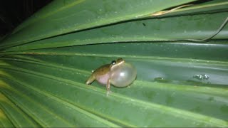 Squirrel Tree Frog Calling After a Florida Thunderstorm [upl. by Un]