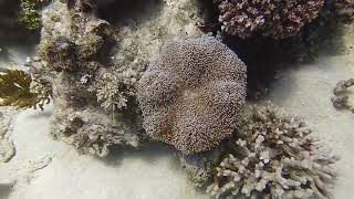 Scuba Diving Australia  Petaj Bommie site Milln Reef Great Barrier Reef 24Dec2023 [upl. by Sowell]