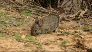 Young wild rabbit at Ghadira Malta [upl. by Acinhoj]