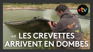 Elevage  les crevettes arrivent en Dombes [upl. by Eseneg]