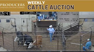 7182024  Producers Livestock Auction Company  Cattle Auction [upl. by Janela640]