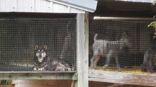 Irongbridge Road Farm Clinton Michels USDA Licensed Puppy Mill in Long Lane MO [upl. by Eserehs]