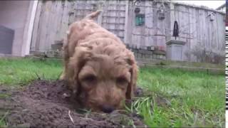 Australian Labradoodle Puppys  Fay amp Dutch [upl. by Lubba]