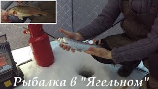 НАЛОВИЛИ СИГОВ И КОРЮШКИ  CAUGHT WHITEFISH AND SMELT [upl. by Nnyw]