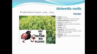 Alchemilla mollis Thriller plante vivace [upl. by Yrneh]