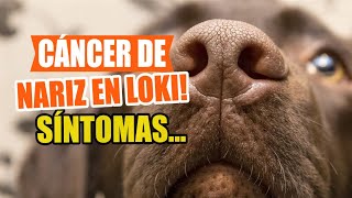 CÁNCER de NARIZ en PERROS 🐶👇Síntomas Causas y Tratamientos [upl. by Gove]