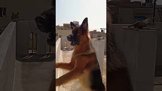 AGGRESSIVE DOG BARKING youtubeshorts dogsound barkingsound ytshorts [upl. by Koball533]