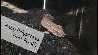 Young Polypterus bichir first feeding [upl. by Emanuele]