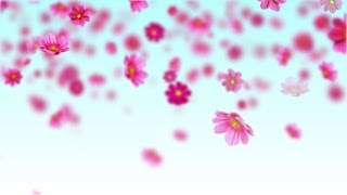 Pink cosmos flowers  Free motion background loop [upl. by Zetra]