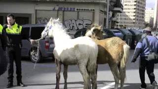 Dos caballos andan sueltos por Pamplona [upl. by Radmen569]