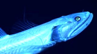 9 Fascinating Deep Ocean ROV Findings From the Past Decade [upl. by Anitsugua]