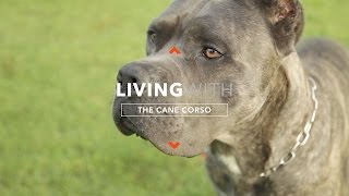 ALL ABOUT LIVING WITH CANE CORSO [upl. by Alket]