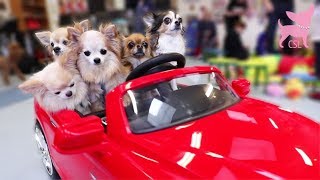 Cute Chihuahua Dogs Driving a Car and Playing [upl. by Koffman]