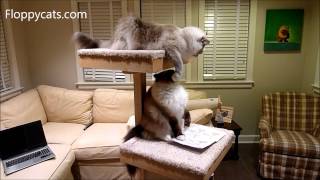 Cat Trees for Large Cats Cats Receive Cat Power Tower Modern Cat Tree for Review  ねこ  Floppycats [upl. by Calypso]