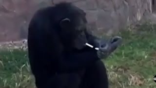 Smoking Chimpanzee Featured at North Korean Zoo [upl. by Redfield]