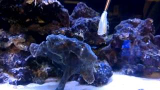 FEEDING HUGE FROGFISH SLOW MOTION [upl. by Leile]