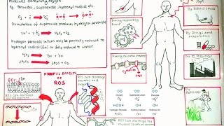 Reactive Oxygen Species and oxidative stress [upl. by Dayle659]