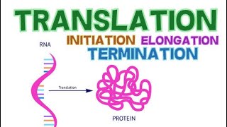 TRANSLATION  3 PHASES  INITIATION ELONGATION and TERMINATION  PROTEIN SYNTHESIS [upl. by Eetsim386]