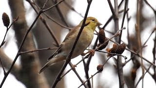 American Goldfinch in winter plumage [upl. by Eliason664]