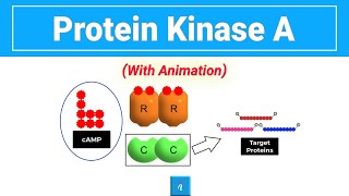 Protein Kinase A with animation [upl. by Rocray]