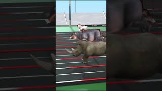 Animals Race Rabbit Rhino Turtle Cheetah Hippo Cow Alligator Lion Sheep Kangaroo [upl. by Ahsiri397]